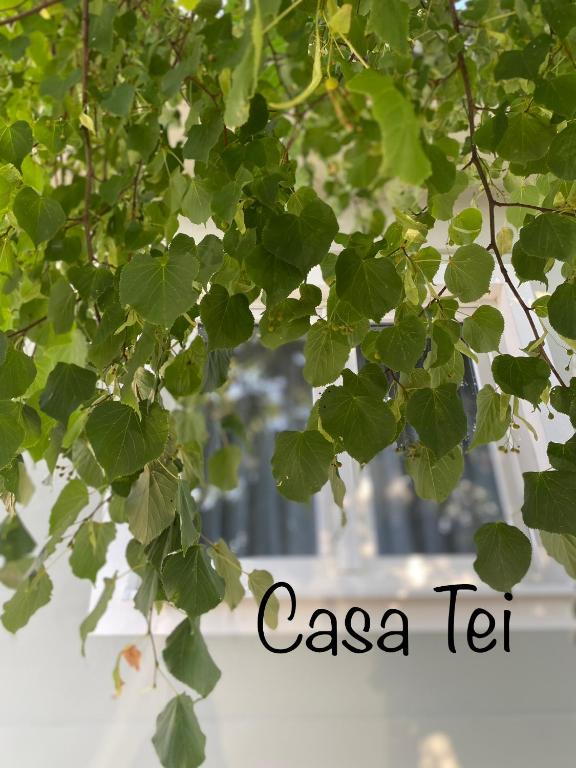 Casa Tei - B&B Turnu Roşu