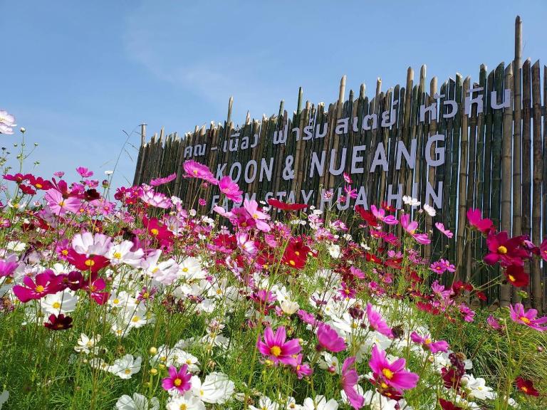 คูณ-เนื่อง ฟาร์ม สเตย์ หัวหิน Koon & Nueang Farm Stay Hua Hin - B&B Ban Bo Fai