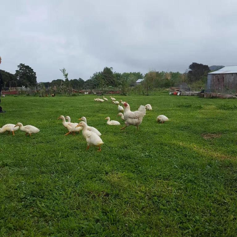 Akerama farm stay - Ferienwohnung Hukerenui