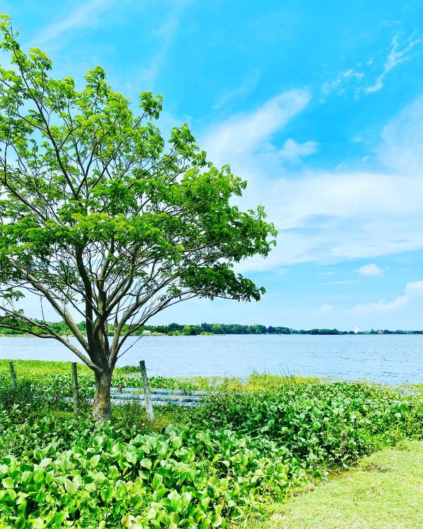 Lake View Cottage - B&B Tissamaharama
