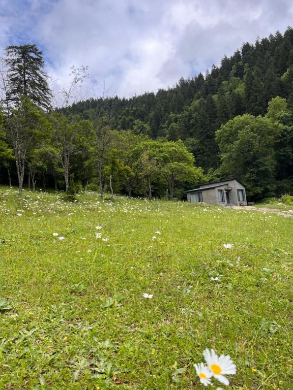 Cozy house in the forest - B&B Borjomi