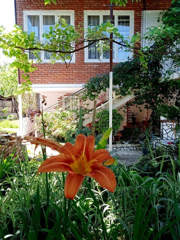Guest house and Cuisine by Meri Poppins - B&B Dedop'listsqaro