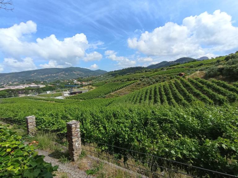 Al VIgneto - B&B Sestri Levante