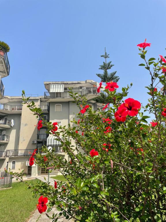 Savastano's Home - B&B Scalea