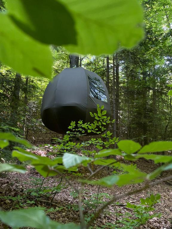 WisiLas Nad Sercowym Potokiem - B&B Rabka-Zdrój