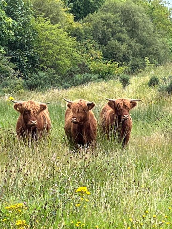 Ben Nevis Manor Lodge & Indoor Private Hot-Tub - B&B Fort William
