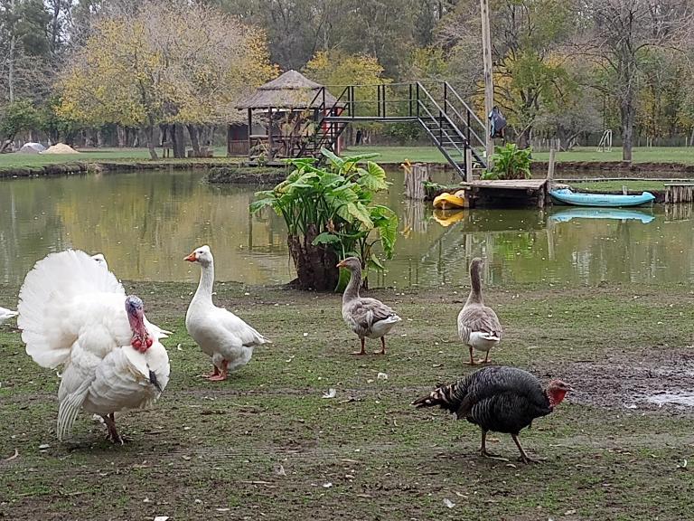 La Justina - Nuestro Campo - Ferienwohnung Presidente Derqui