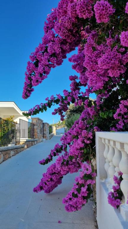 Villa Maris - Ferienwohnung Veli Iž