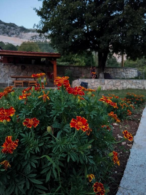 Meadow's Edge - Charming Rustic Escape - B&B Cettigne