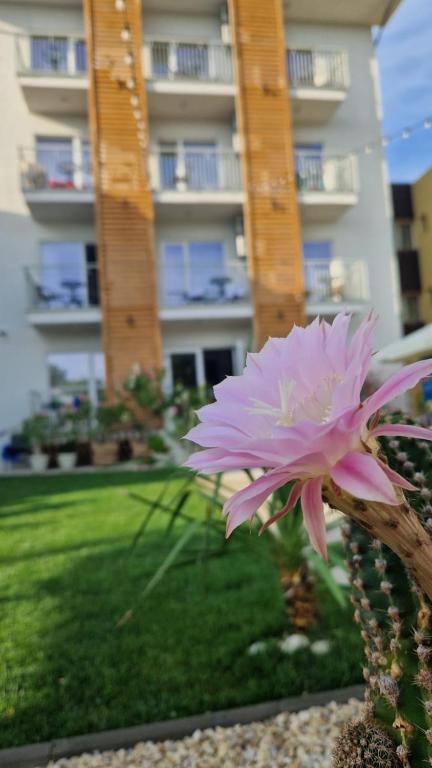 ALYA Sea Escape Costinesti - parcare gratuita - B&B Costineşti