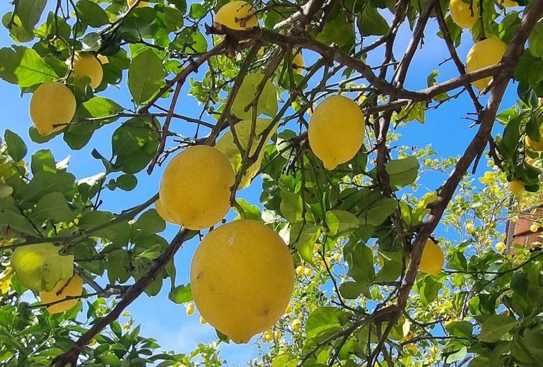 La Limonaia - B&B Ameglia
