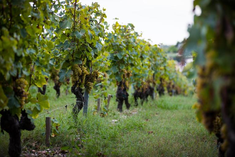 Gîte au milieu des vignes - B&B Prignac-et-Marcamps