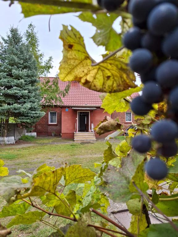 Domek przy Maja - B&B Milicz