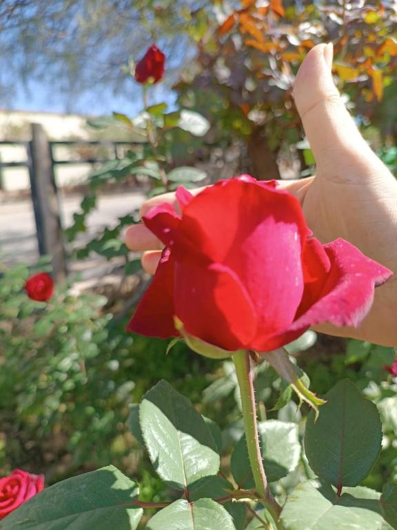La Casa de Las Rosas - Chambres d'hôtes Cafayate