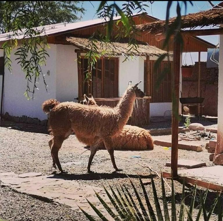 Cabañas Voyage Atacama - B&B San Pedro de Atacama