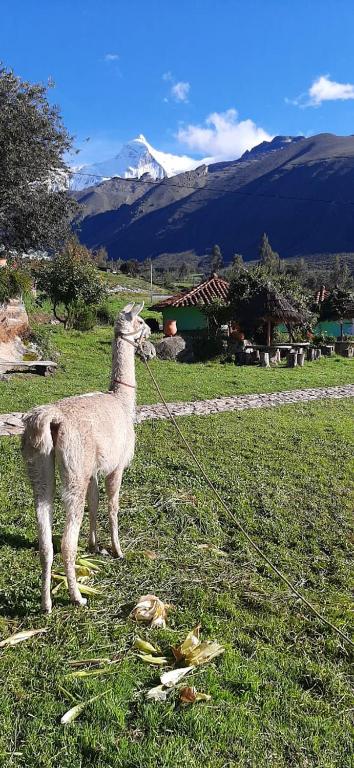 Tullpa Rumy Lodge - B&B Ongo