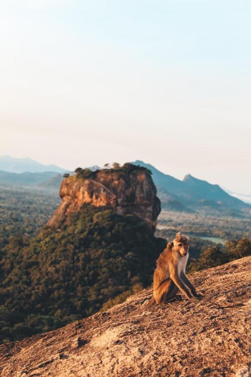 Sigiri Gayani Home Stay - Ferienwohnung Sigiriya