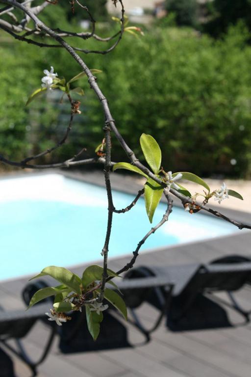 Les Centaurines - B&B Saint-Siffret
