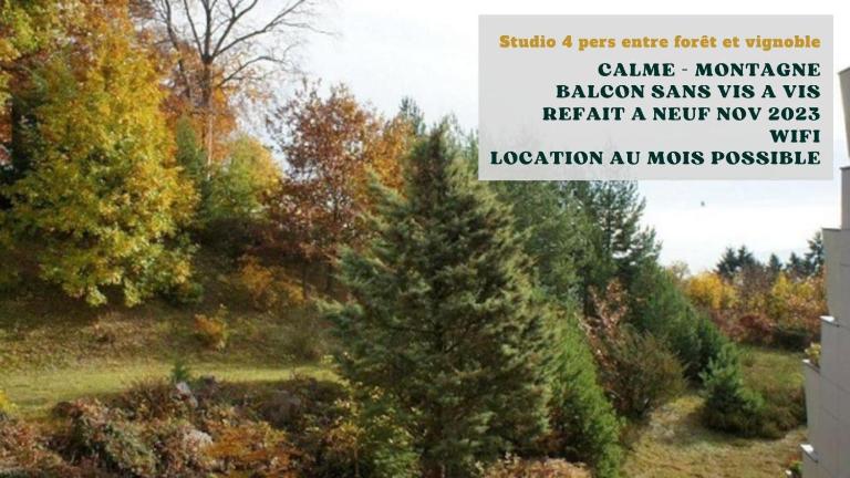Studio entre forêt et vignoble ! - B&B Turckheim