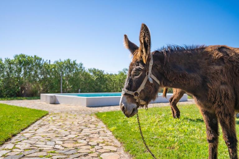 Burro Ville by Host Wise - B&B Portimão