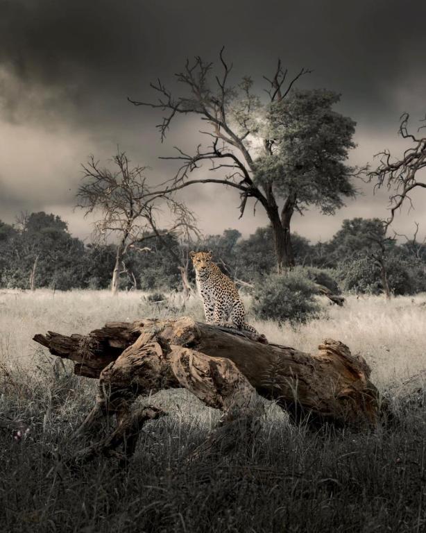 Big Cats Namibia Farmstay & Tours - B&B Outjo