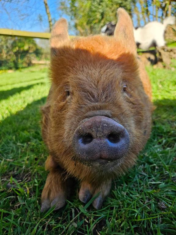 Les gites de koatephani et ses animaux - Bed and Breakfast Gouézec