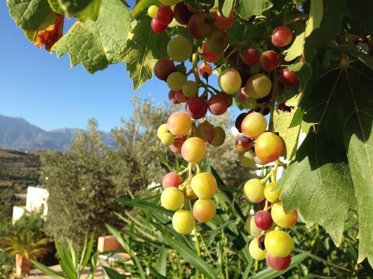 Landros A - B&B Kamilari