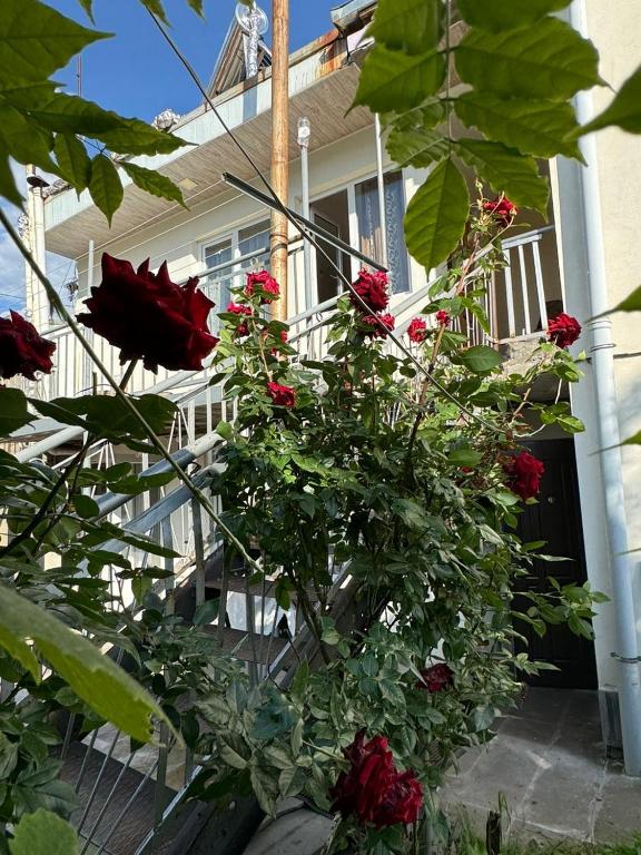 Center - B&B Goris