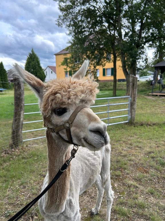 Gelbes Haus Seenland Ferienwohnungen XL - B&B Elsterheide