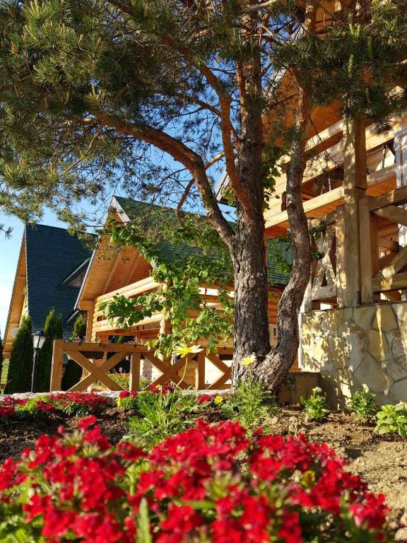 API komora Zlatibor - B&B Zlatibor
