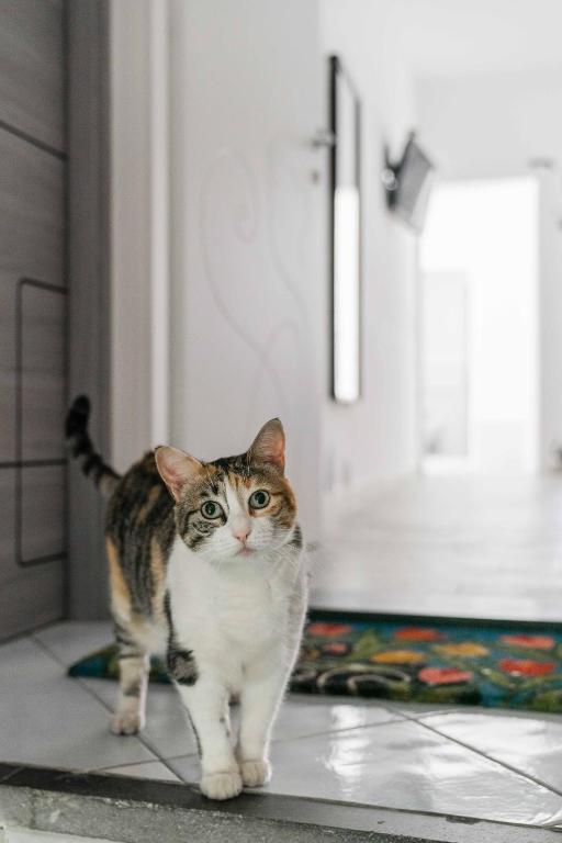 Il gatto Franco - Ferienwohnung Amalfi