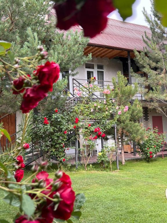 Podsolnukhi Guest House - B&B Cholpon-Ata