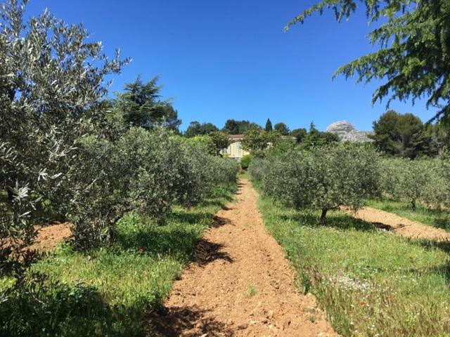 Logement Provence dans domaine oléicole - Chambres d'hôtes Aubagne