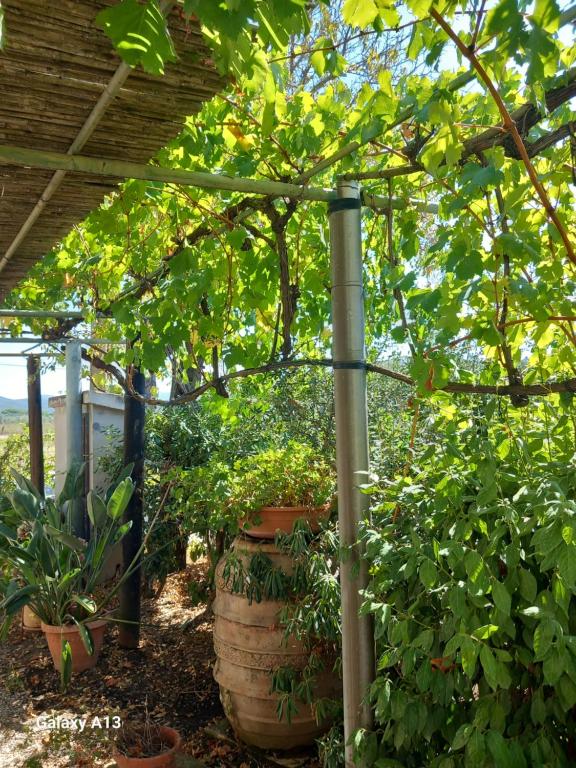 Bilocale Agriturismo Le Pinete a Riotorto - B&B Ritirata