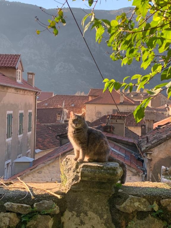 Charming rooftop view - Chambres d'hôtes Kotor