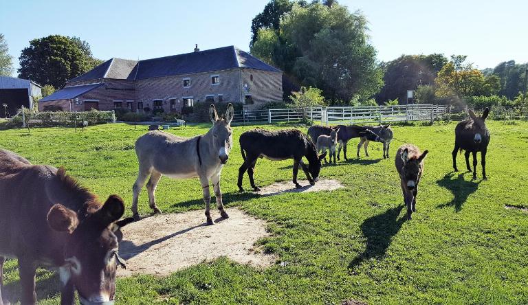 Les Mout'Anes - Ferienwohnung Saint-Hilaire-sur-Helpe