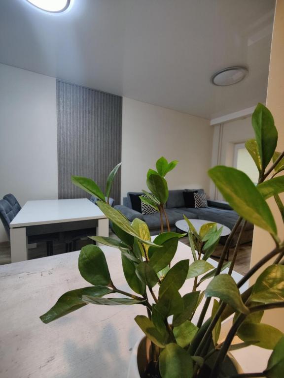 V15 Apartment - Chambres d'hôtes Druskininkai