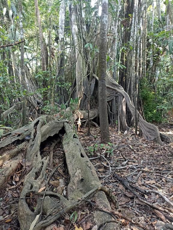 Atacuari Salvaje Tours Amazonas - B&B San Juan de Atacuari
