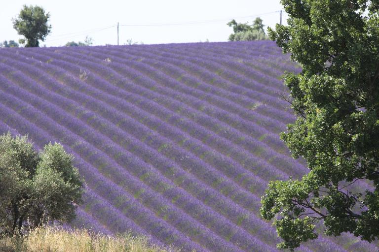 B&B La Grande Dame - Bed and Breakfast Valensole