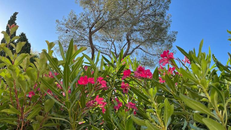 Les Calanques de Saint-Aygulf - B&B Saint-Aygulf