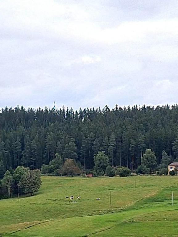 Blackjulie Ferienwohnung im Schwarzwald mit Balkon und Parkplatz ruhig - B&B Sankt Georgen im Schwarzwald