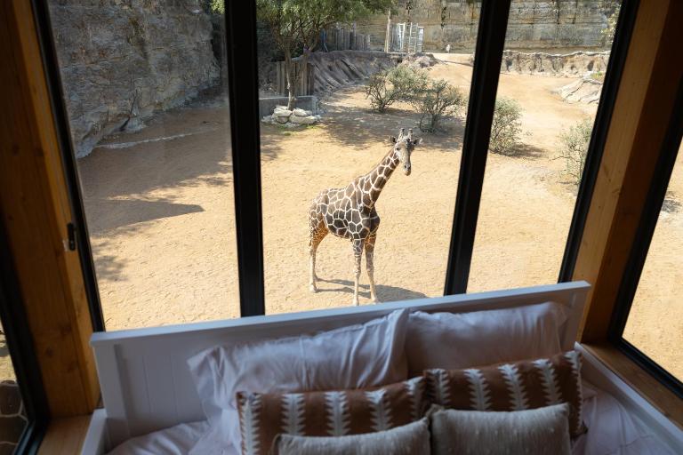 San Antonio Zoo - Spekboom Giraffe Lodge - Bed and Breakfast San Antonio