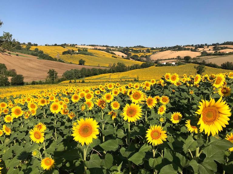 Charming Historic Hideaway with Stunning Pool - Bed and Breakfast Senigallia
