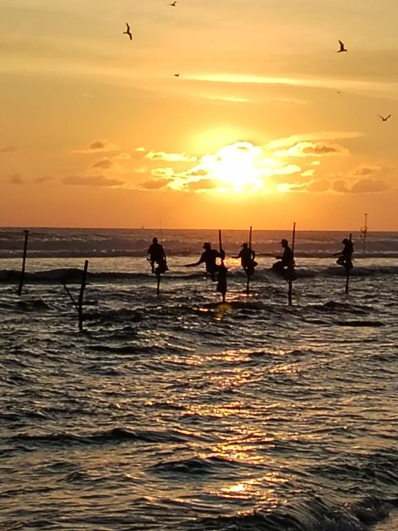 Animal Surf Point - B&B Ahangama