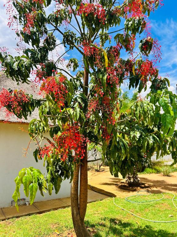 kwamapulaneng guest house - Bed and Breakfast Matrooster