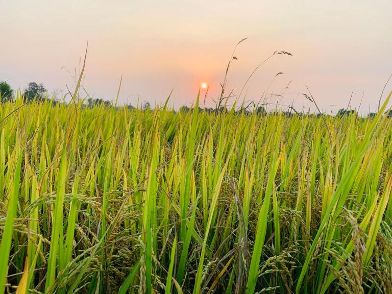Lotus Farm Retreat - Bed and Breakfast Ho Chi Minhstad