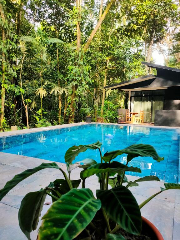 Finca Ardilla Jungle Lodge Appartement - B&B Talamanca