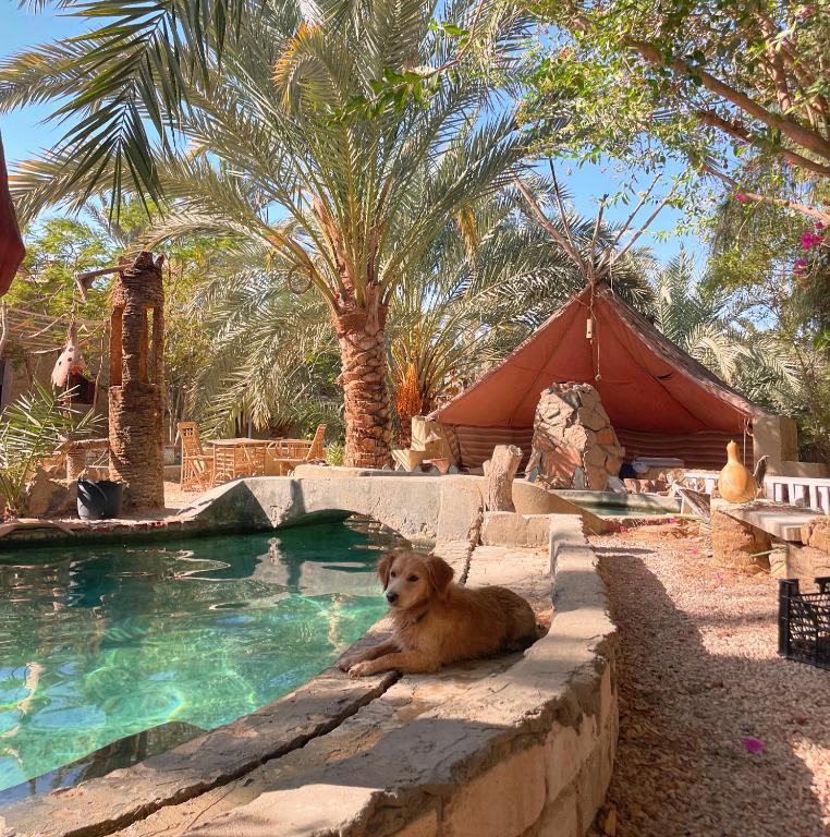 Shamofs art garden - B&B Sīwah