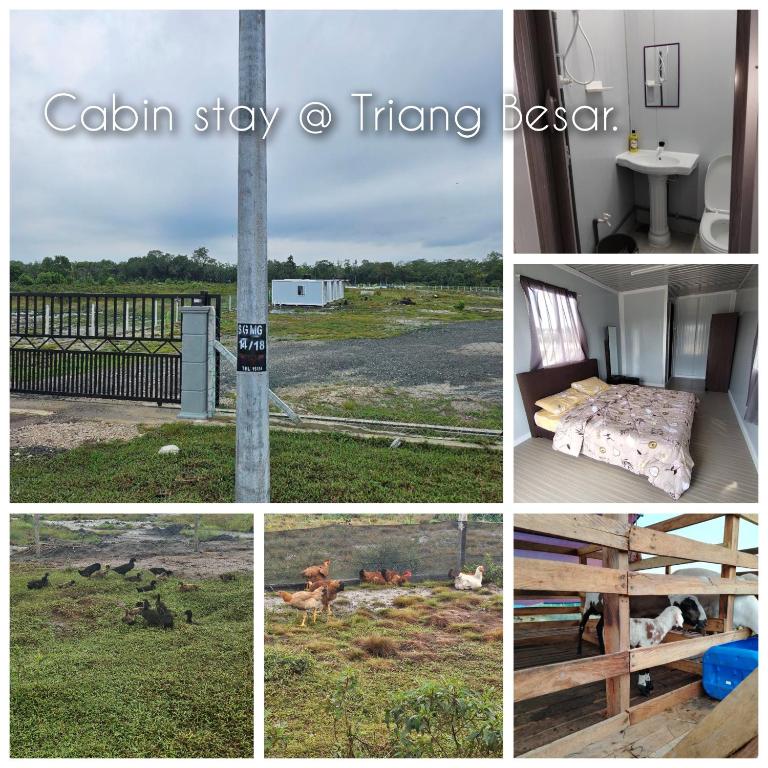 Cabin stay Triang Besar - B&B Kampung Teriang Besar