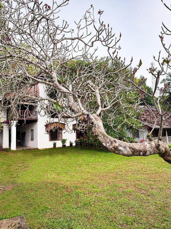 House of Merchants - B&B Galle